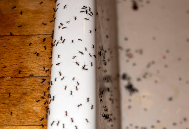 Best Pest Prevention Services  in Austell, GA