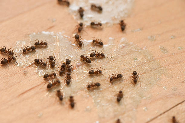 Best Bed Bug Extermination  in Austell, GA